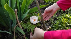 (7 мая ) САД ВЕСНОЙ | ВЕСЕННИЙ САД ЦВЕТЕТ | РЕДКИЕ растен