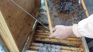 способ зимовки запасных маток на пасеке в  одной пчело