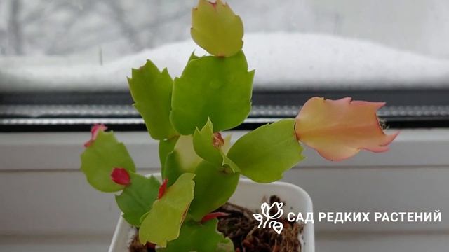 Интересности 005. Урожай перца и альбуки, вариегатная ш? смотреть онлайн