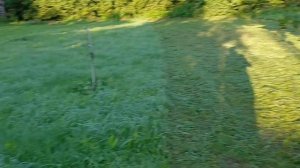 Как растет виноград в 1-й год, 2 августа 2025