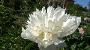 Пион   ВИКТОРИЯ  - Скакодуб А.А., .