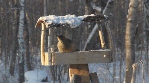 Седой дятел в кормушке