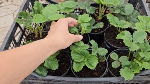 Необычный способ выращивания клубники: такого мы ещё ?