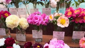 Пион «Сенсация». Выставка Содружества «Пионы России».