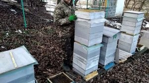 Двухматочное, двухсемейное содержание пчёл а Альпийс?