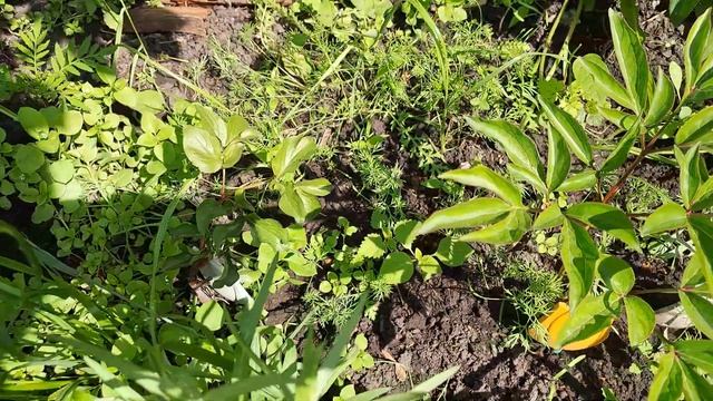 СПЕЮТ ЯГОДЫ ЖИМОЛОТИ. ГРУШИ ПОДРОСЛИ. ТОМАТЫ ЦВЕТУТ. О? смотреть онлайн