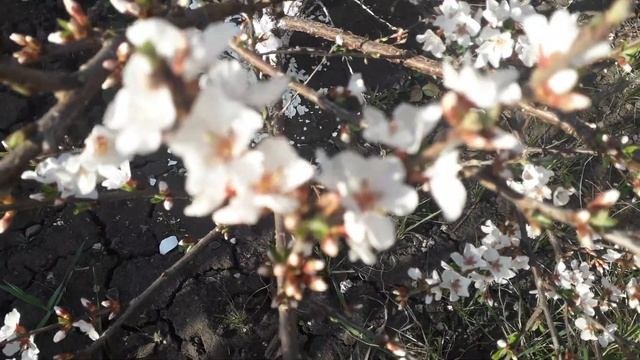Татьянин дом🏡Расцвела под окошком🌸 белоснежная 🌸в