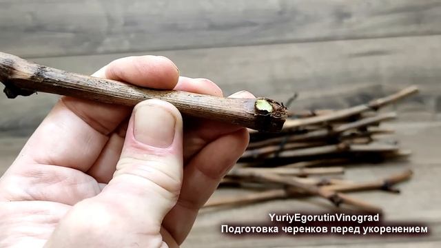 🍇 Как ПРАВИЛЬНО подготовить ЧЕРЕНКИ ВИНОГРАДА для 100% смотреть онлайн
