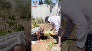 Пересадка годовалых саженцев павловнии: Советы и опыт