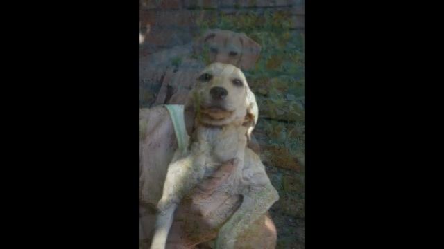 КНОПОЧКА ИЩЕТ ДРУГА! ЛУГАНСК! смотреть онлайн