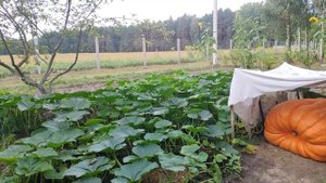 Тыква гиганта на участке. Растим огромную тыкву. Расти