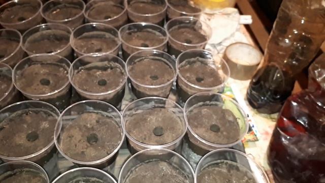 сажаем кабачки - новый метод. смотреть онлайн