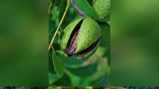КАРИЯ, или ГИКОРИ (CARYA = HICORIA) сем. Ореховые смотреть онлайн
