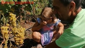 Виноград Кш  Соломия