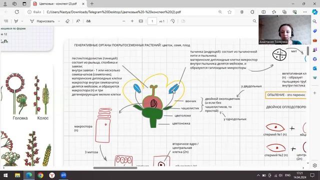 Цветковые растения для ЕГЭ. Часть 1: строение цветка, о?