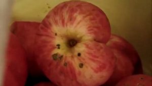 Два хороших сорта яблок. Коричневка.