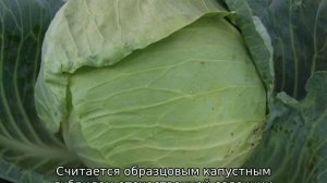 Cорта капусты для Cибири: открытый грунт