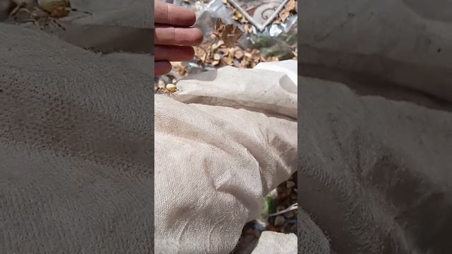 Осенний паук #воспоминания #архив #юмор #пасхальвивари смотреть онлайн