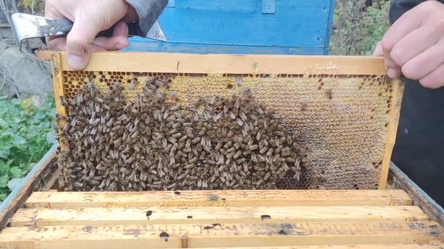 Вот как ДОЛЖНЫ ЗИМОВАТЬ ПЧЁЛЫ ЗИМОВКА 100% соотношение ? смотреть онлайн