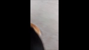 Собака. Том