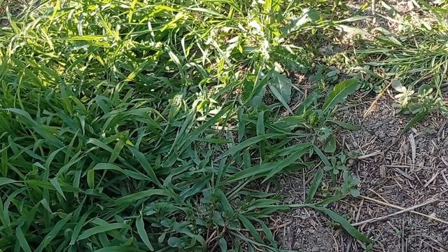 Персик сорт Адагумский смотреть онлайн