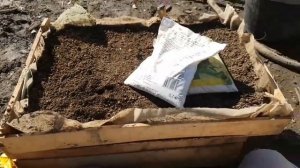 Посев семян огурца, рекомендованные сорта огурцов. Эт?