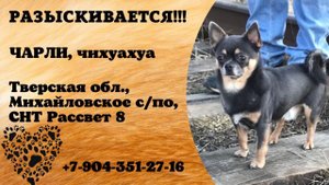Пропала собака! ЧАРЛИ, чихуахуа. Тверская обл., Михайловское с/по.