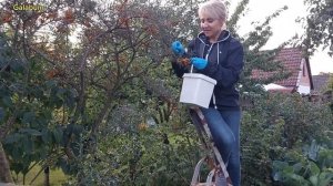 Как собрать облепиху с дерева и сохранить. @galabum