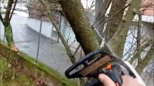 Как снизить крону сливового дерева-уроки