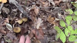 Видеоотчет о наличии грибов в лесах Кубани 29.10.2024г. ОПЯ