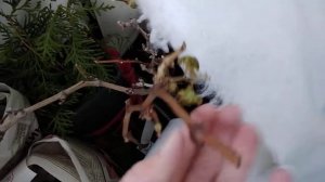 Как зимуют черенки винограда в городской квартире