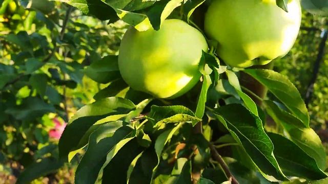 яблуні вільямс прайд і міленіум голд. смотреть онлайн