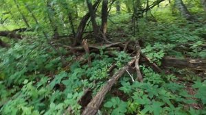 Грибы в Сибири | Первый выезд | Белый гриб | Подберёзови