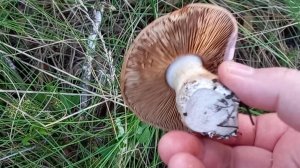 Грибов нет, нашла только такие.