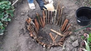 Посадка голубики. Август