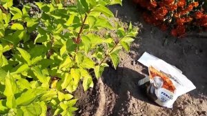 Что же кормим осенью? Подкормка гортензий.