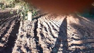 Мотоблок МКМ 3 Комфорт обзор и отзыв по эксплуатации #м