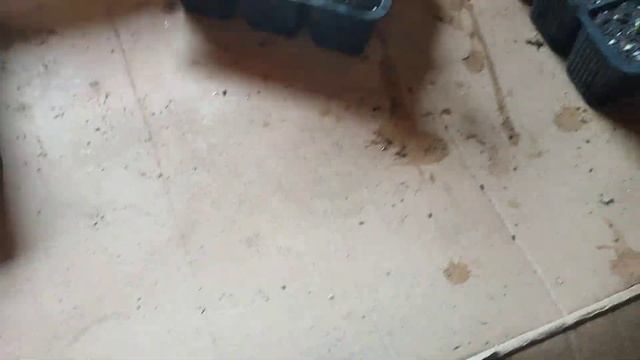 Как укоренить голубику без тумана, какой результат по? смотреть онлайн