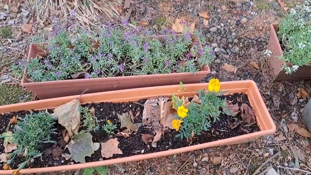 LIFE IN USA, OREGON, ЖИЗНЬ В АМЕРИКЕ, ОСЕННЯЯ КЛУБНИКА, ОГОРОД В смотреть онлайн