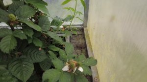 Ежевика Блэк Джем. Особенности роста в телице и на ули?