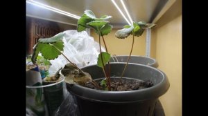 Ч3 Эксперимент выращивание клубники в квартире зимой ?