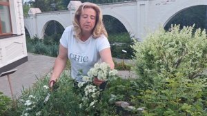 Как и когда обрЕзать спирею Вангутта для пышного цвет?
