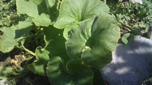 Обзор: "Далеко проросла ветка тыквы сорта "Голиаф"