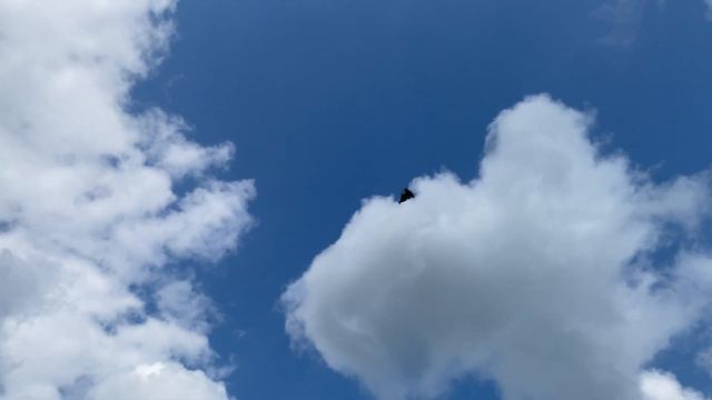 Молодой жук смотреть онлайн