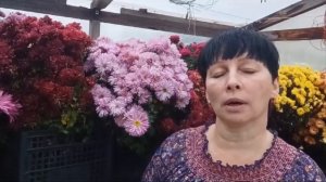 Хризантема. Почему не цветут хризантемы?