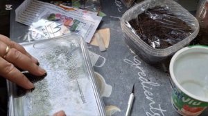 Стрептокарпусы из семян.