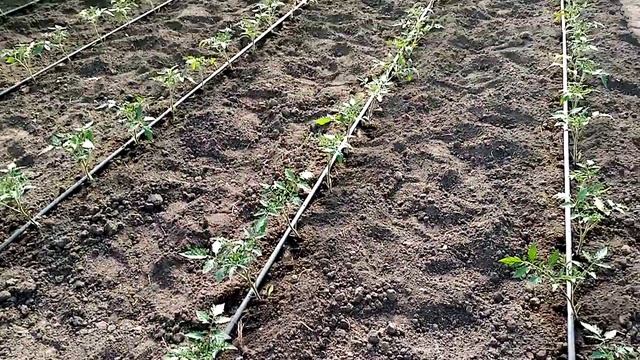 выращивание томатов в теплице смотреть онлайн