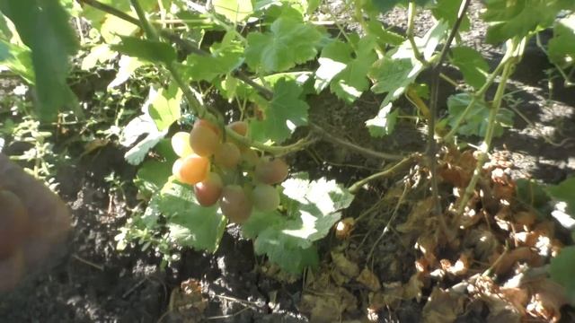 Виноградник участок 2 Мускатні форми винограда. смотреть онлайн