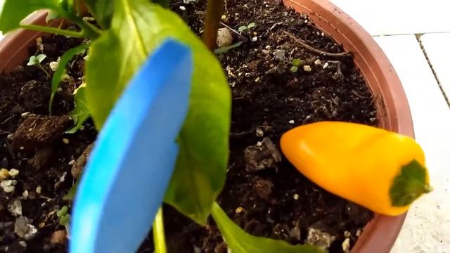 Мини перец сладкий на подоконнике. смотреть онлайн