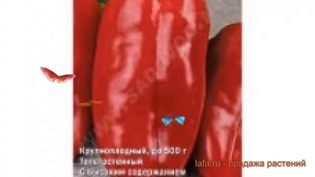 Перец сладкий Здоровяк (zdorovyak zdorovyak) 🌿 Здоровяк обзор: смотреть онлайн